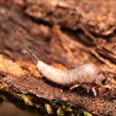 Microcoryphia sp. “Ladies Bluff” bristletail